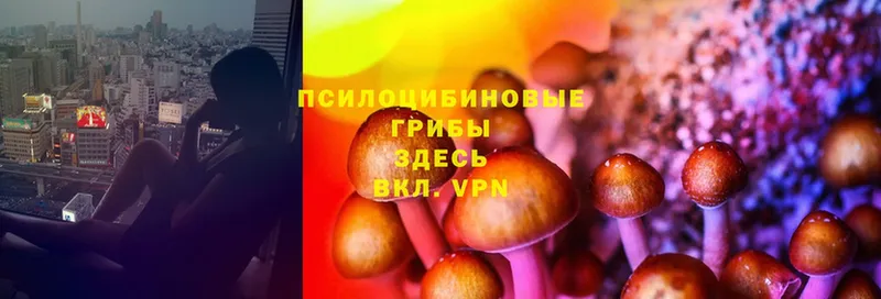 Псилоцибиновые грибы Psilocybine cubensis  мориарти Telegram  Заозёрный 